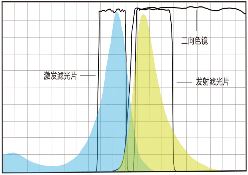 熒光濾光片光譜